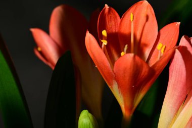 kırmızı clivia çiçekleri, yakın görünüm, koyu arkaplan