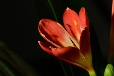 kırmızı clivia çiçekleri, yakın görünüm, koyu arkaplan