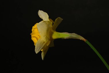 güzel beyaz ve sarı nergis çiçeği siyah arkaplanda