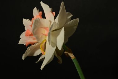 Siyah arka planda güzel beyaz ve pembe narsisli çiçek