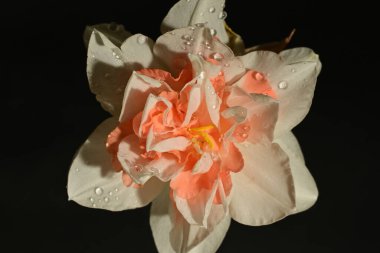 Siyah arka planda güzel beyaz ve pembe narsisli çiçek