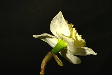 güzel beyaz ve sarı nergis çiçeği siyah arkaplanda