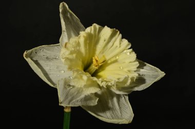 güzel beyaz ve sarı nergis çiçeği siyah arkaplanda