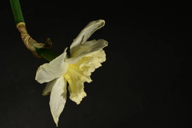 güzel beyaz ve sarı nergis çiçeği siyah arkaplanda