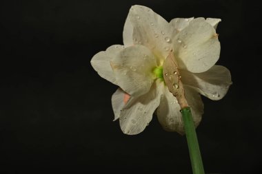 Siyah arka planda güzel beyaz ve pembe narsisli çiçek