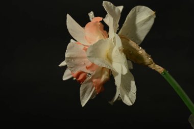 Siyah arka planda güzel beyaz ve pembe narsisli çiçek