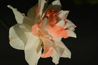 Siyah arka planda güzel beyaz ve pembe narsisli çiçek