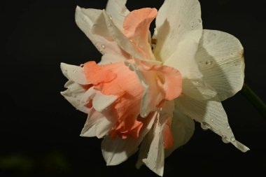 Siyah arka planda güzel beyaz ve pembe narsisli çiçek