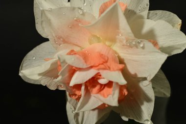 Siyah arka planda güzel beyaz ve pembe narsisli çiçek