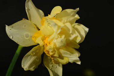 güzel beyaz ve sarı nergis çiçeği siyah arkaplanda