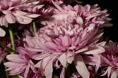 Karanlıkta güzel beyaz ve pembe kasımpatılar