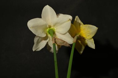 Siyah arka planda güzel nergis çiçekleri