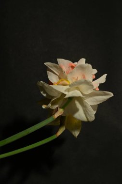 Siyah arka planda güzel nergis çiçekleri