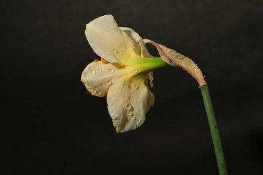güzel beyaz ve sarı nergis çiçeği siyah arkaplanda