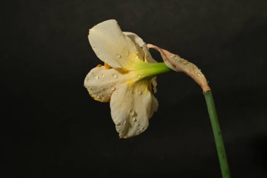 güzel beyaz ve sarı nergis çiçeği siyah arkaplanda