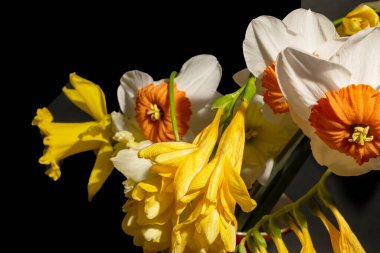 Güzel bir buket nergis çiçekleri siyah arka planda