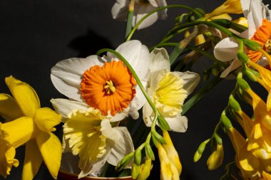 Güzel bir buket nergis çiçekleri siyah arka planda