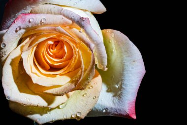 Siyah arka planda güzel bir gül çiçeği