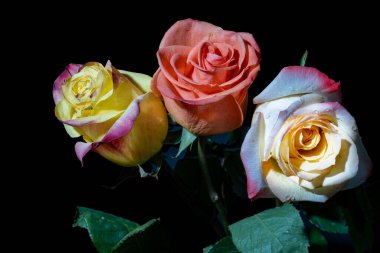 Koyu arkaplanda güzel güller, yaz konsepti, yakın manzara