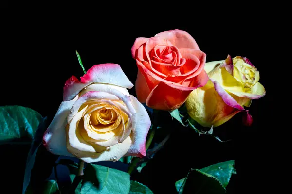 Hermosas Rosas Sobre Fondo Oscuro Concepto Verano Vista Cercana —  Fotos de Stock