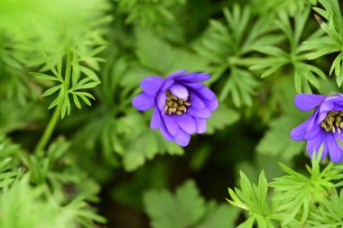 Bahçede yetişen güzel bahar çiçekleri 