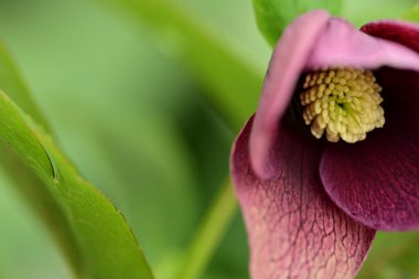 Bahçedeki güzel çiçekleri kapat.