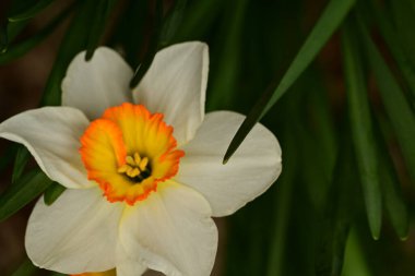 Bahçede yetişen güzel bahar nergis çiçeği 