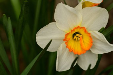 Bahçede yetişen güzel bahar nergis çiçeği 