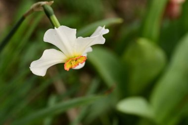 Bahçede yetişen güzel bahar nergis çiçeği 