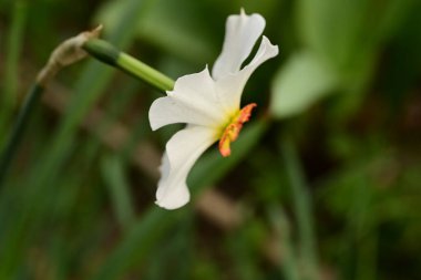 Bahçede yetişen güzel bahar nergis çiçeği 