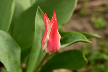 Bahçede büyüyen güzel bir bahar lalesi çiçeği 