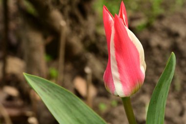 Bahçede büyüyen güzel bir bahar lalesi çiçeği 