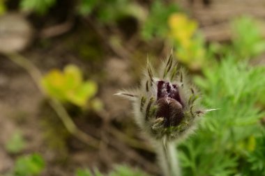 Bahçede büyüyen güzel bahar pulsatilla çiçeği 