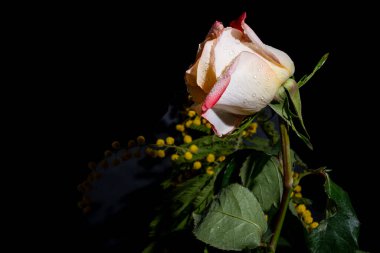 Siyah arkaplanda kırmızı güller