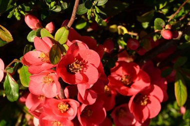 Bahçede güzel ayva çiçekleri