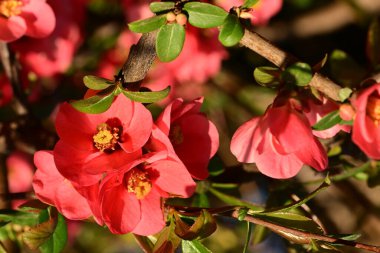 Bahçede güzel ayva çiçekleri