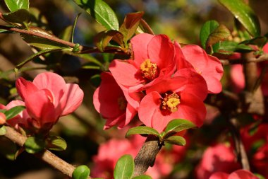 Bahçede güzel ayva çiçekleri
