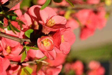 Bahçede güzel ayva çiçekleri 