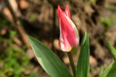 Bahçedeki kırmızı lale