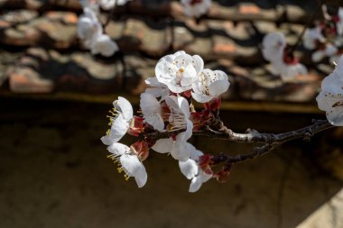 Bahçedeki ağaçta güzel kiraz çiçekleri