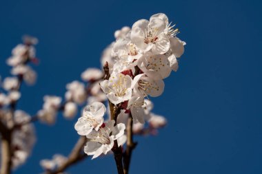 Bahçedeki ağaçta güzel kiraz çiçekleri