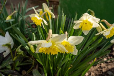 Çiçek saksısında sarı nergisler.