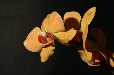 Güzel orkideleri, çiçekleri kapatın.