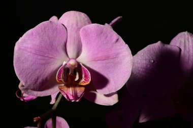Güzel orkideleri, çiçekleri kapatın.