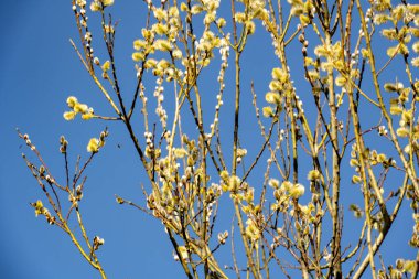 Bahçede bahar çiçekleri