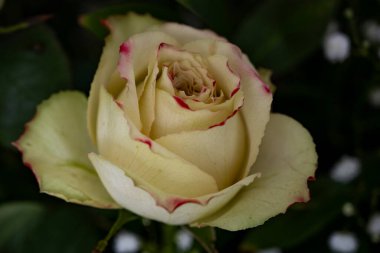 Bahçedeki beyaz gül