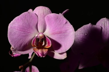 Güzel orkideleri, çiçekleri kapatın.