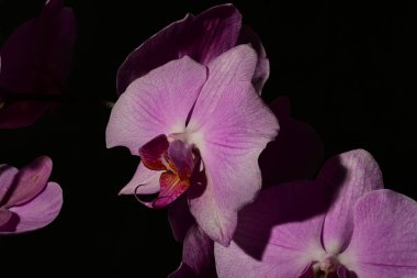 Güzel orkideleri, çiçekleri kapatın.