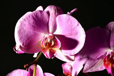 Güzel orkideleri, çiçekleri kapatın.