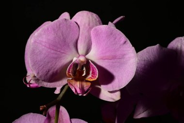 Güzel orkideleri, çiçekleri kapatın.
